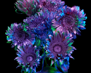 Chroma Florum 7