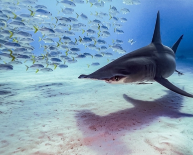The great hammerhead shark