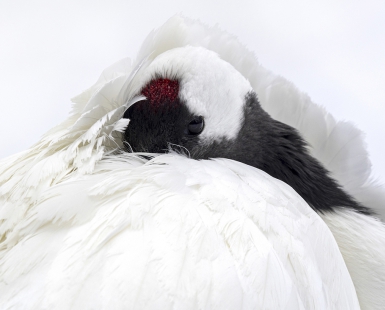 White Flamingo