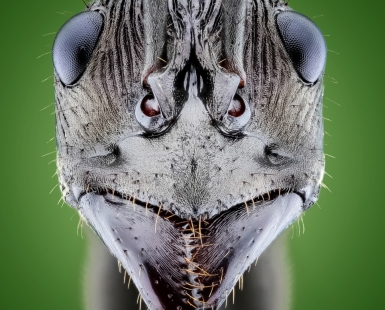 Diacamma Ant Portrait
