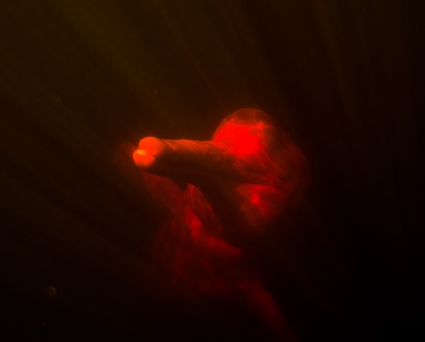 Pink Dolphin in the Dark River