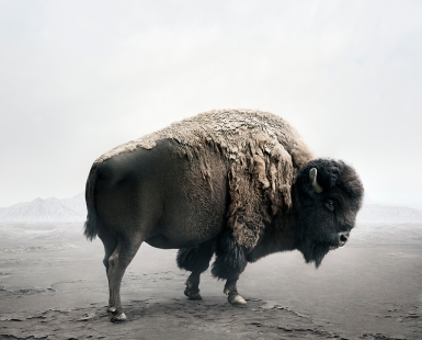 Be Here Bison