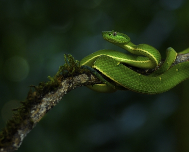 Side striped palm pit viper