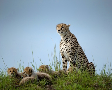 Cheetah with cups