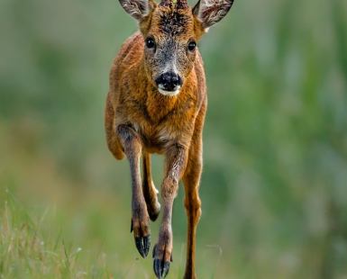 YOUNG ROE DEER