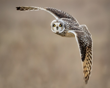SHORT EARED OWL Eye Contact