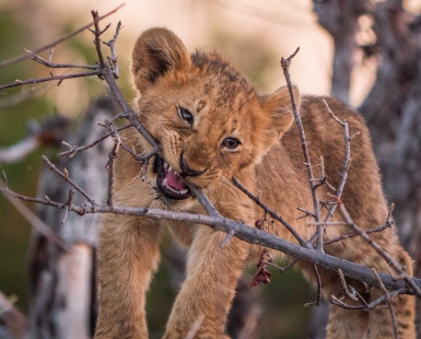 Teething