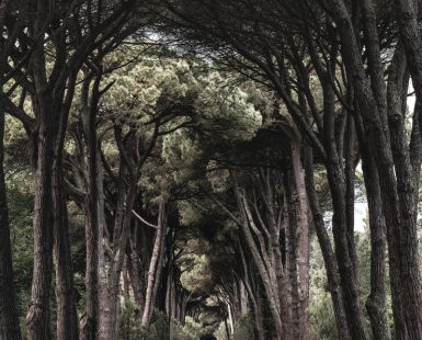 In the wood