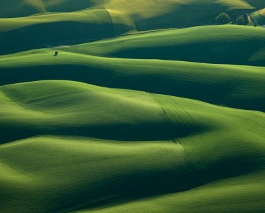 Palouse Tree