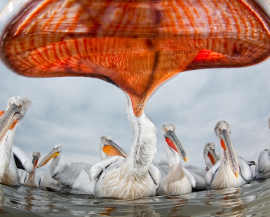 Pelican Perspective