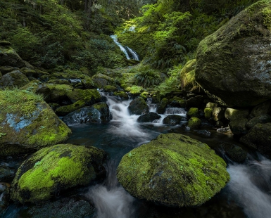 Rhapsody in Green