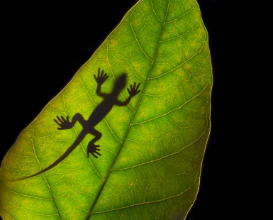 Phantom of Lizard