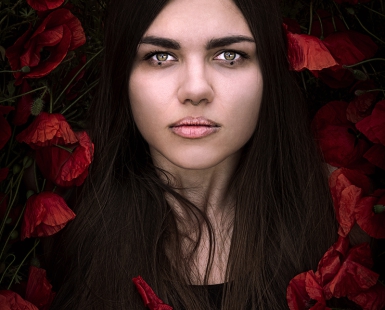 Red poppies