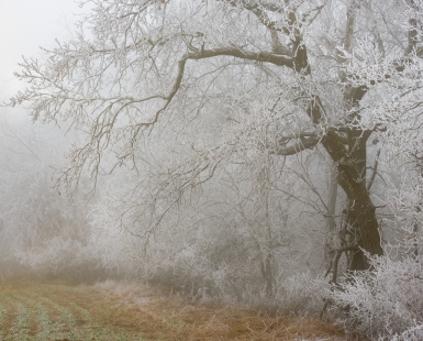fog and ice