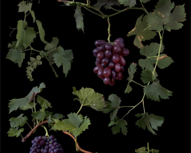 Vitis interspecific crossing 'Vellum Red'