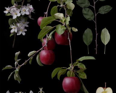 Malus pumila Mill. 'No name' Natural hybrid seedling of Propina