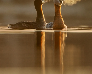 Red-necked Grebe courtship