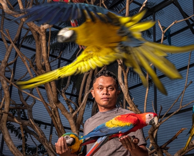 Parrots