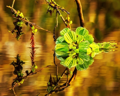 SWAMP LETTUCE
