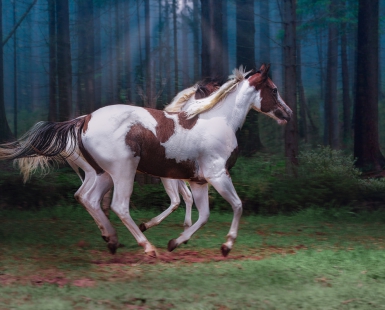  Paint Horse in freedom - Ballet