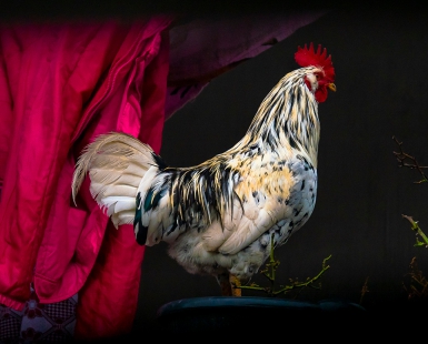 Royal Rooster