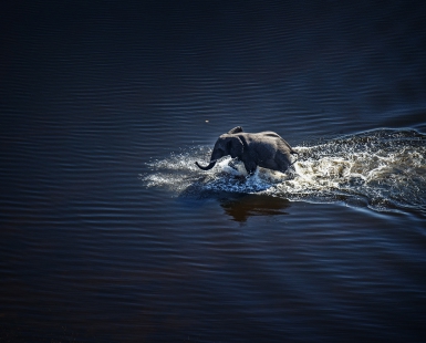 Elephant cross the river3