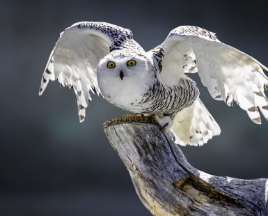 Shnow Owl