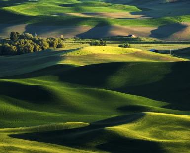wheat field1