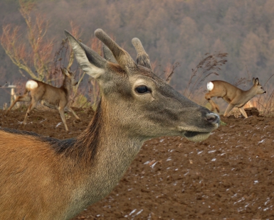 WILD FREEDOM