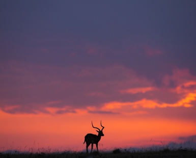 Sunset in Masai Mara