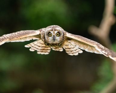 Forward Flight