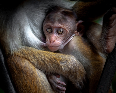 Little Monkey