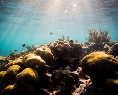 Sunlit Reef