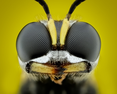 Ectemnius cephalotes Portrait