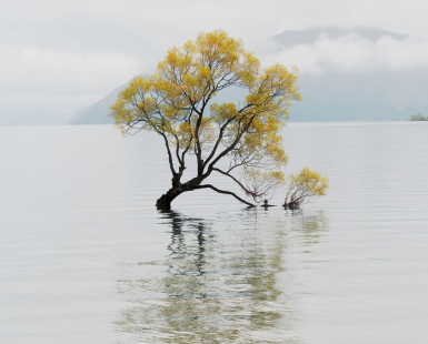 Lone tree