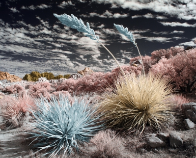 Desert's Silent Soul