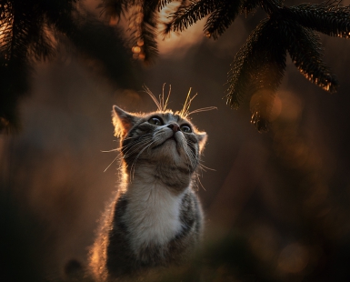 young sunset