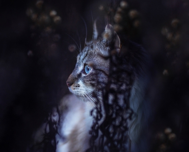 Waiting in the blue hour