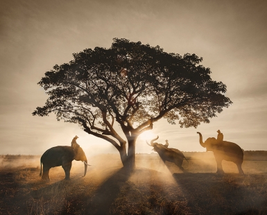 Golden Giants