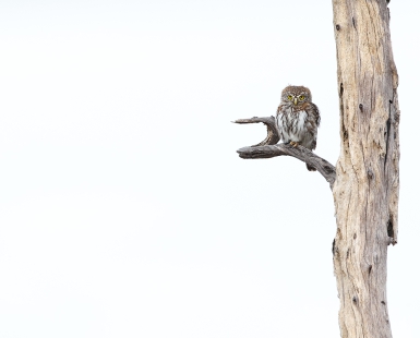 Pearl Spotted Owlet