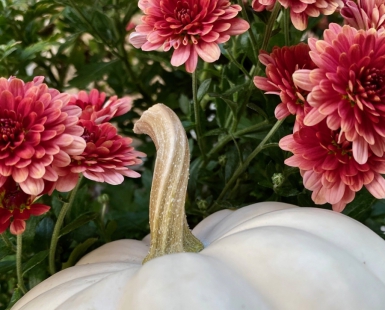 Fall beauty