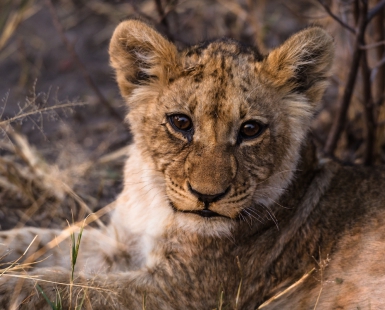 Lion cub