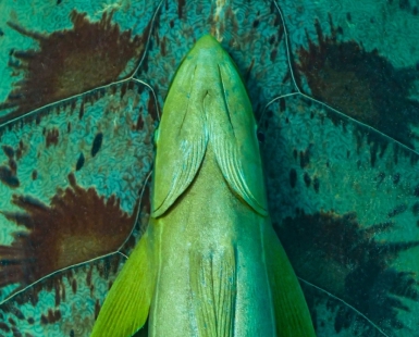 Remora