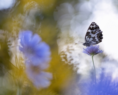 Flowers & Butterfly
