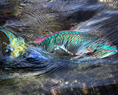 Parrotfish swimming between reflections