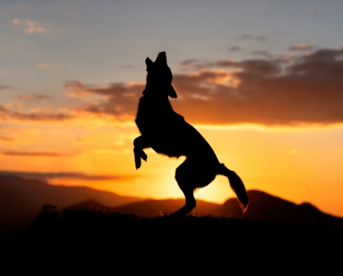 The dog king