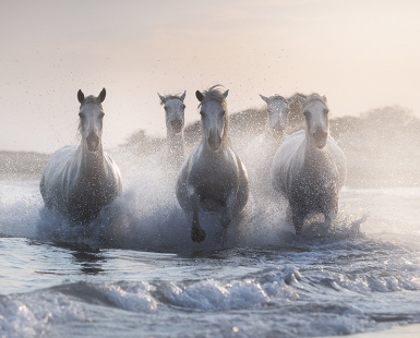 The Legendary Horses
