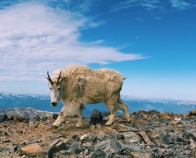GOAT Mountain