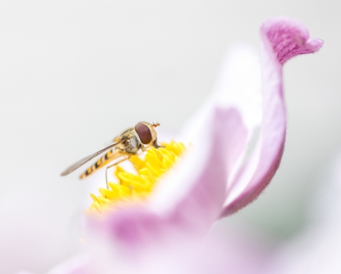 Syrphid on a boat