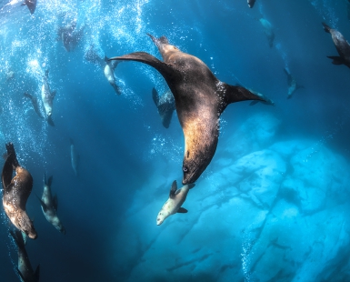 Underwater Safari